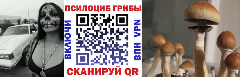 купить наркотик  Суоярви  Псилоцибиновые грибы Psilocybine cubensis 